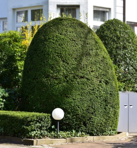 Taille d’arbuste