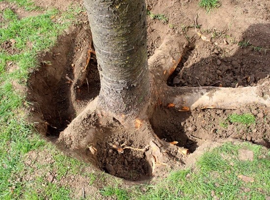 transplantation arbres